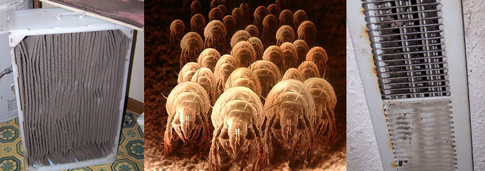 household mites